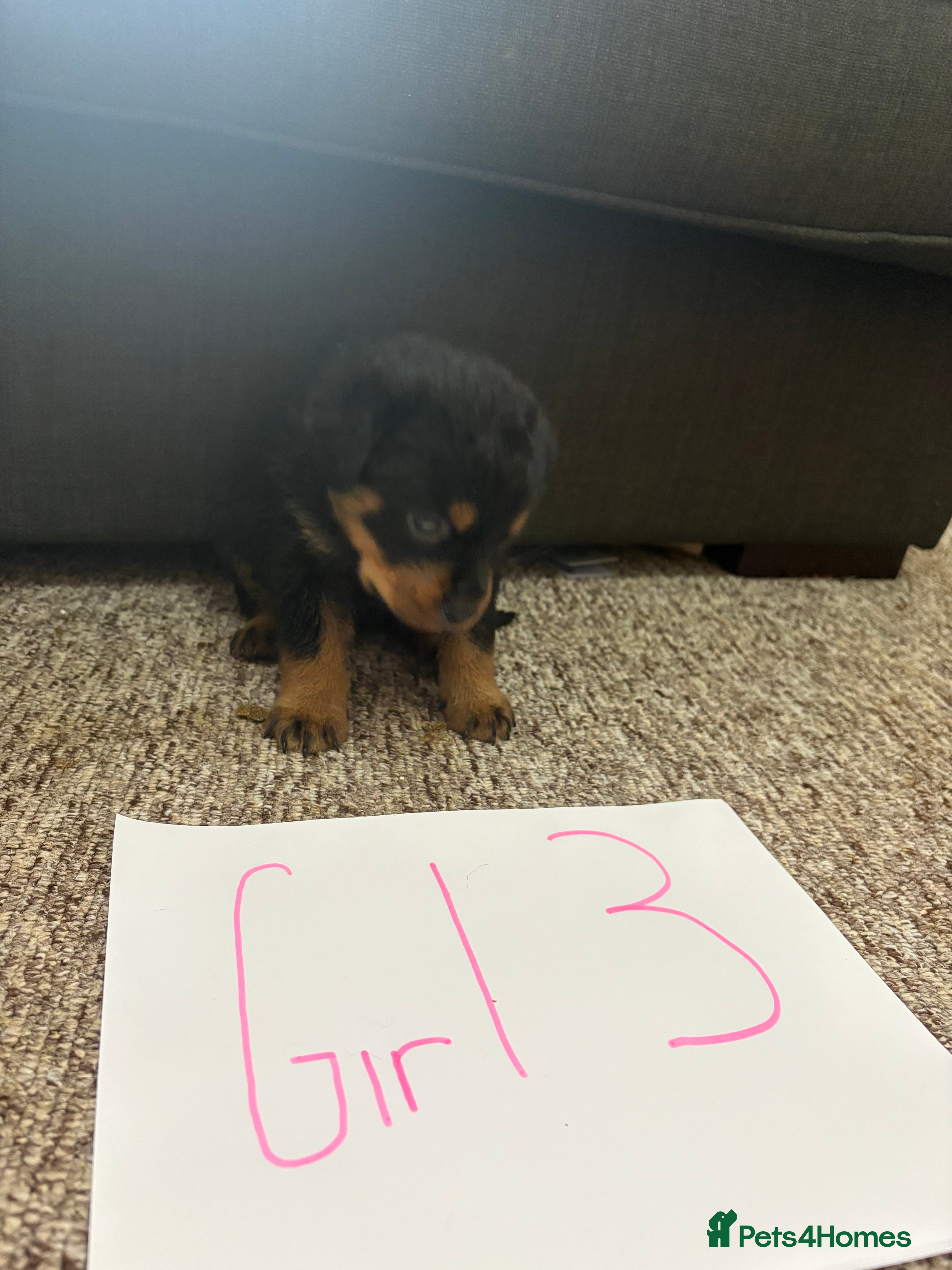 Rottweiler dogs for sale: Beautiful Chucky rottie pups - Advert 11