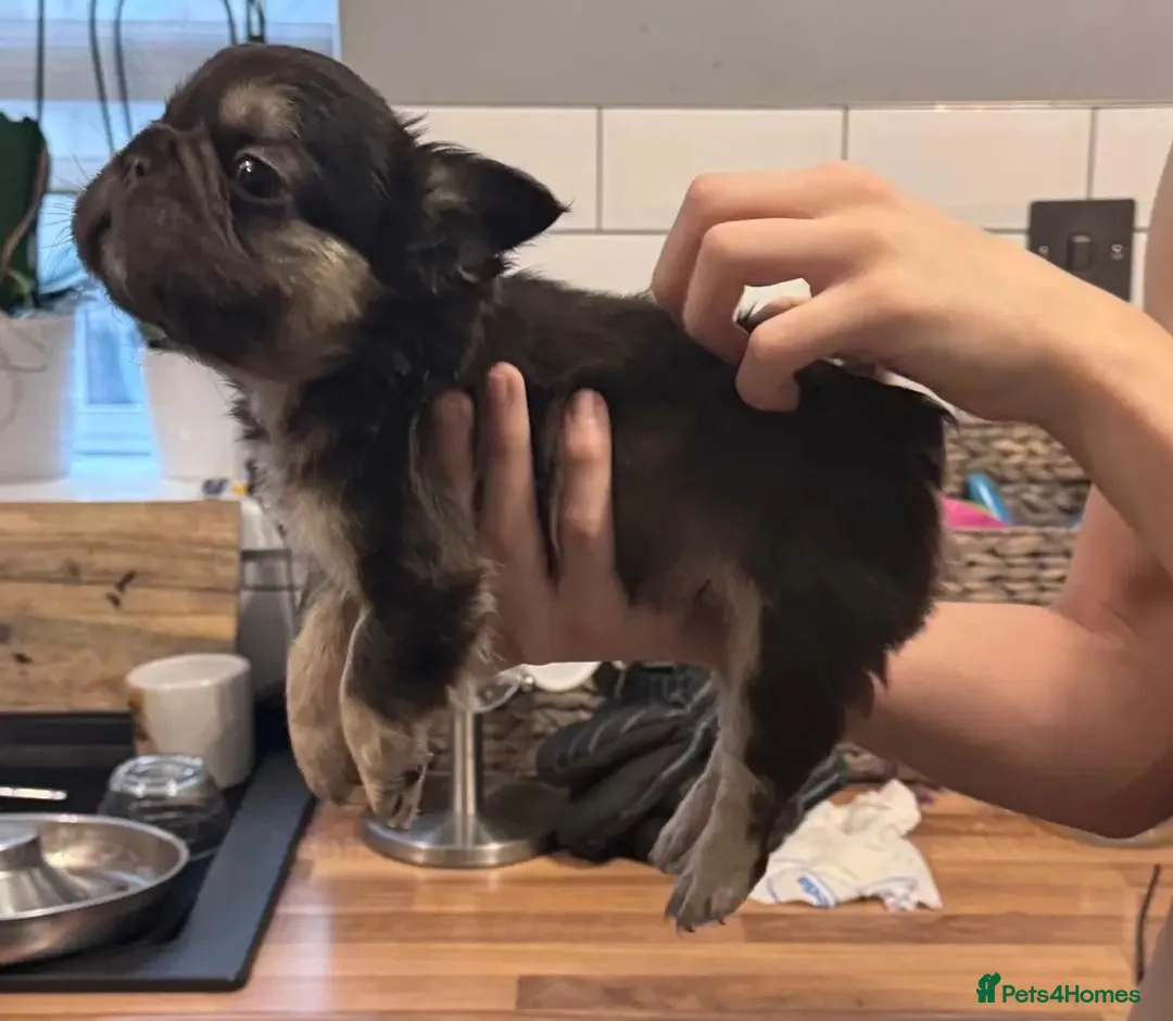 French Bulldog dogs for sale:  💙🦁Fluffy visual French bulldog Reduced!!🏡 - Advert 2