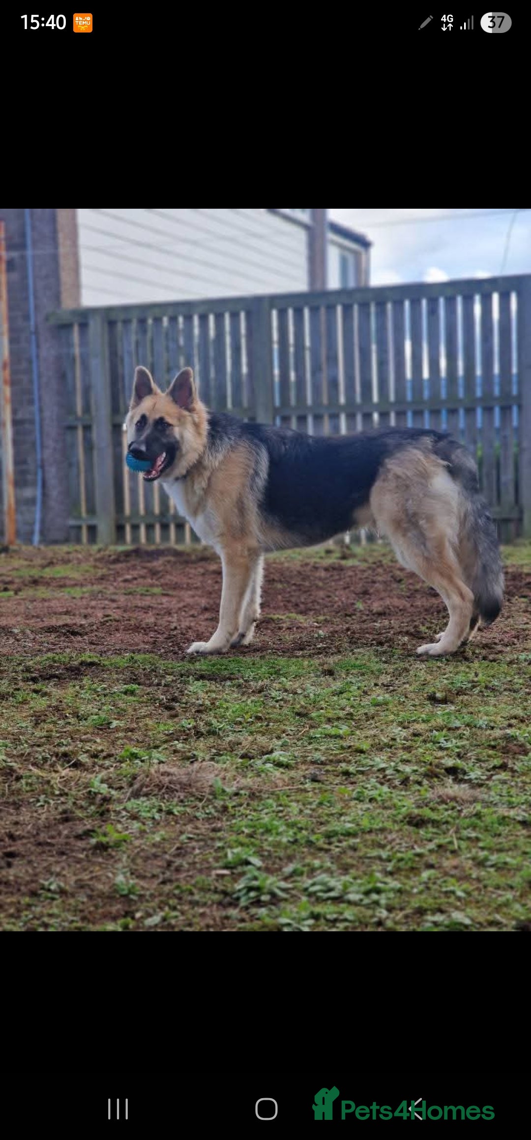 German Shepherd dogs for stud: Beautiful male stud  - Advert 4