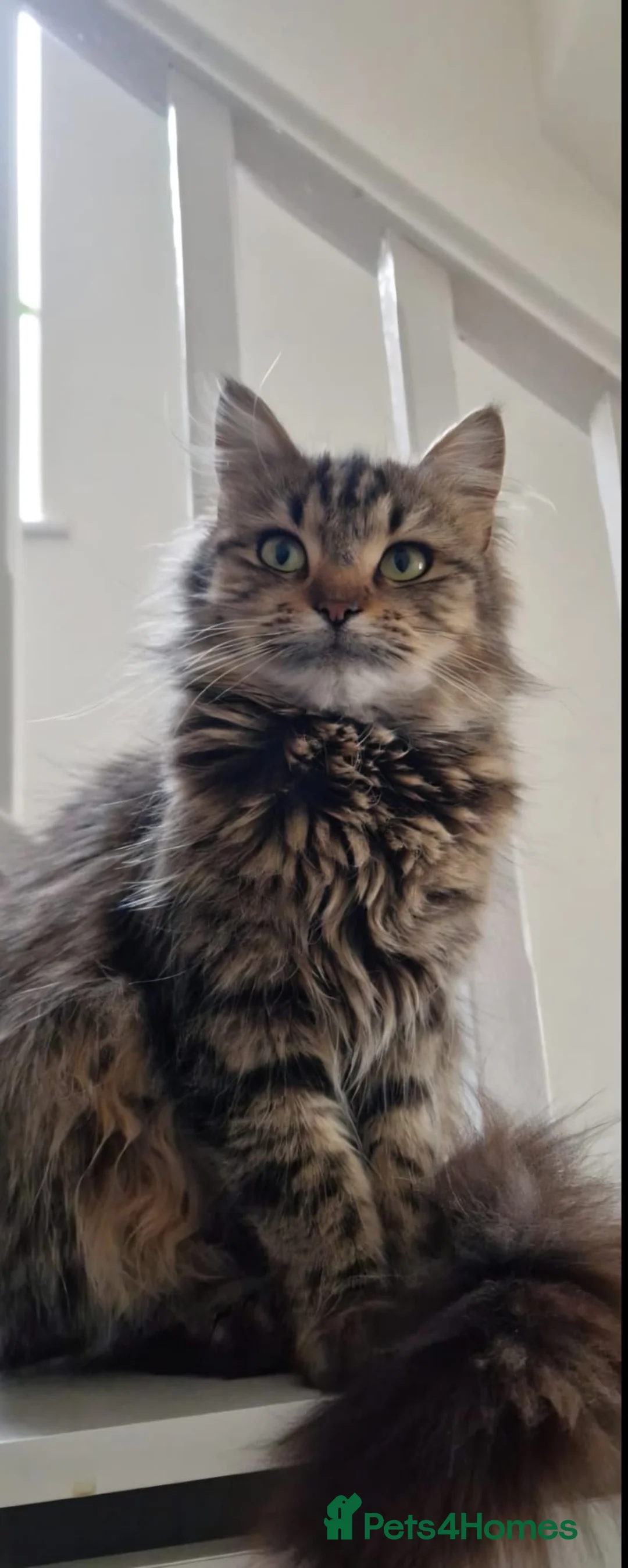Mixed Breed cats for sale: Two fluffy mixed breed tabbies ready now - Advert 1