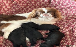 Mixed Breed dogs for sale: Peekapoo puppies for sale  - Image 11