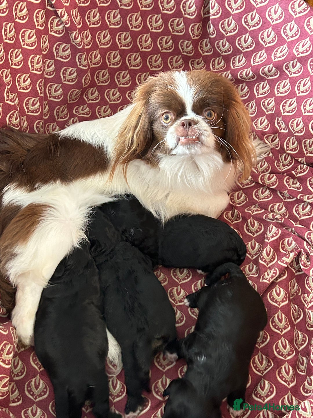 Mixed Breed dogs for sale: Peekapoo puppies for sale  - Image 11