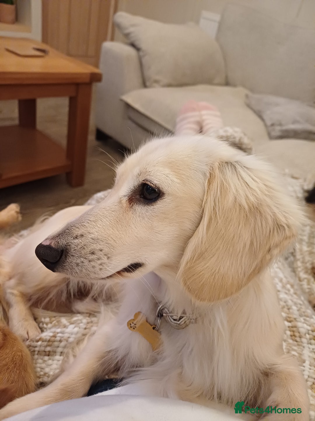 Miniature Dachshund dogs for sale: Fantastic pure English cream longhair dachshund  - Image 5