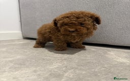 Toy Poodle dogs for sale: Toy Poodle Pups - Ready Now  - Image 5