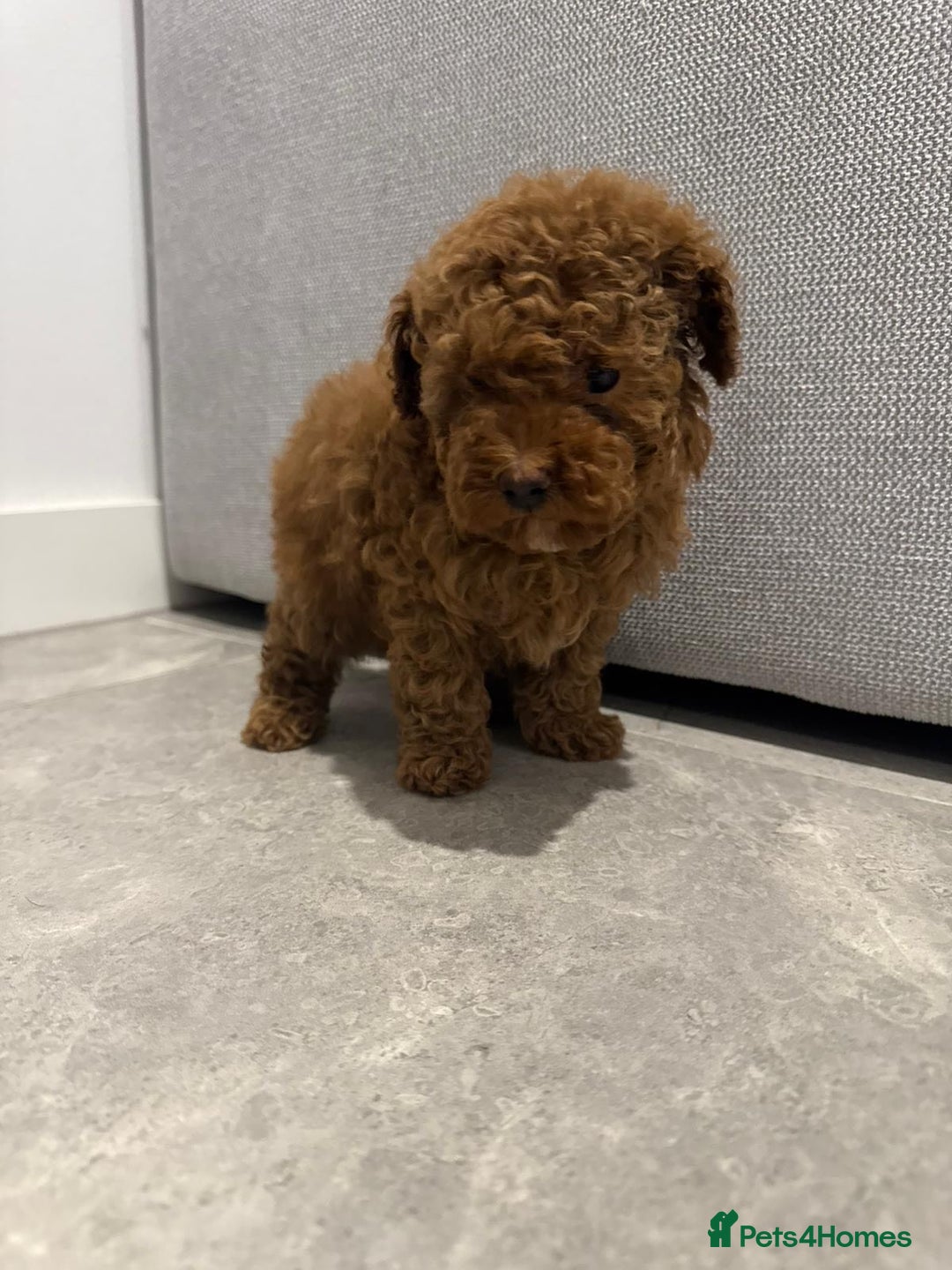 Toy Poodle dogs for sale: Toy Poodle Pups - Ready Now  - Image 5