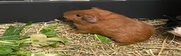 Guinea Pig rodents for sale: Baby Guinea Pigs. Male & Female pairs - Advert 3