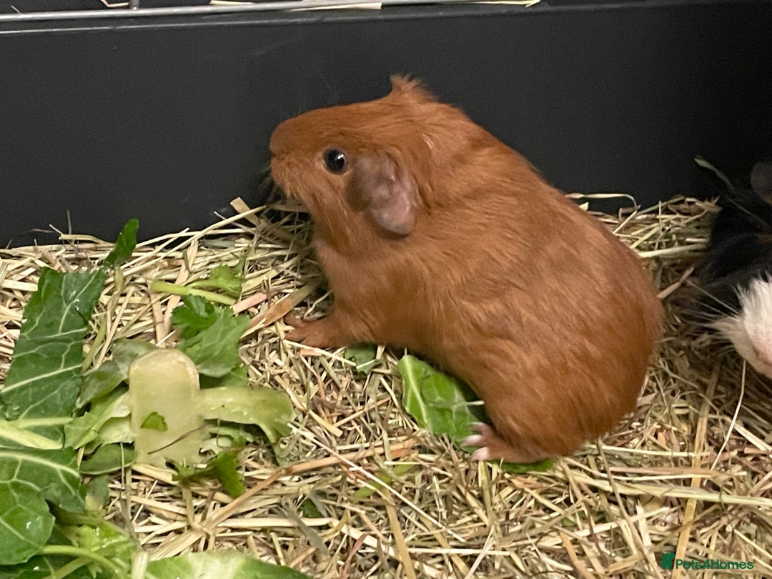 Guinea Pig rodents for sale: Baby Guinea Pigs. Male & Female pairs - Advert 3