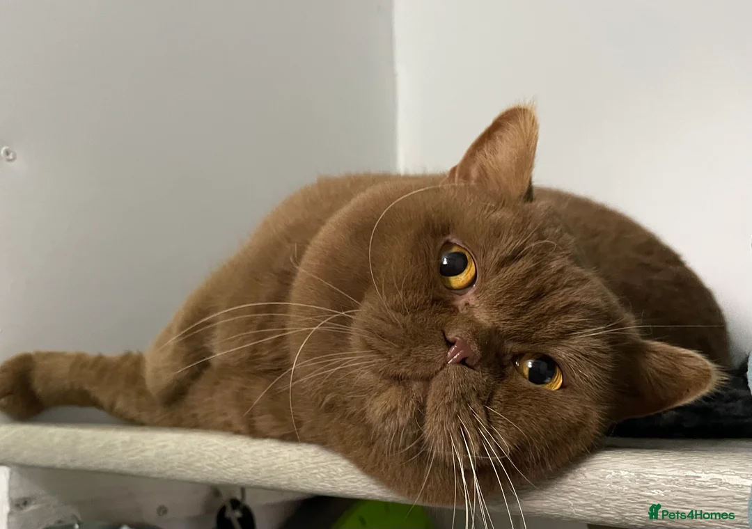 British Shorthair cats for stud: 🔥🐻 GCCF TICA  CINNAMON TEDDY BEAR FOR STUD🔥 in Derby - Advert 5