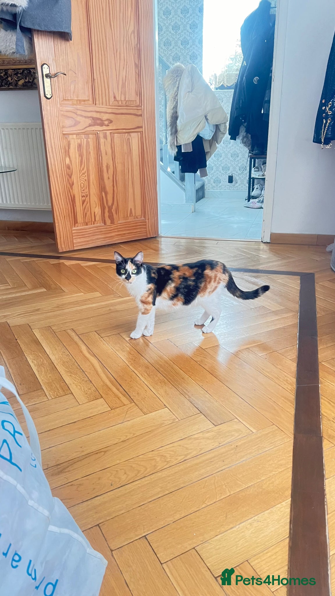 Mixed Breed cats Looking for a loving home goes for free female cat - Advert 1