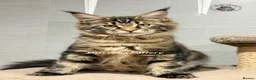 Maine Coon cats for sale: TICA registered Maine coon kittens READY NOW - Advert 8