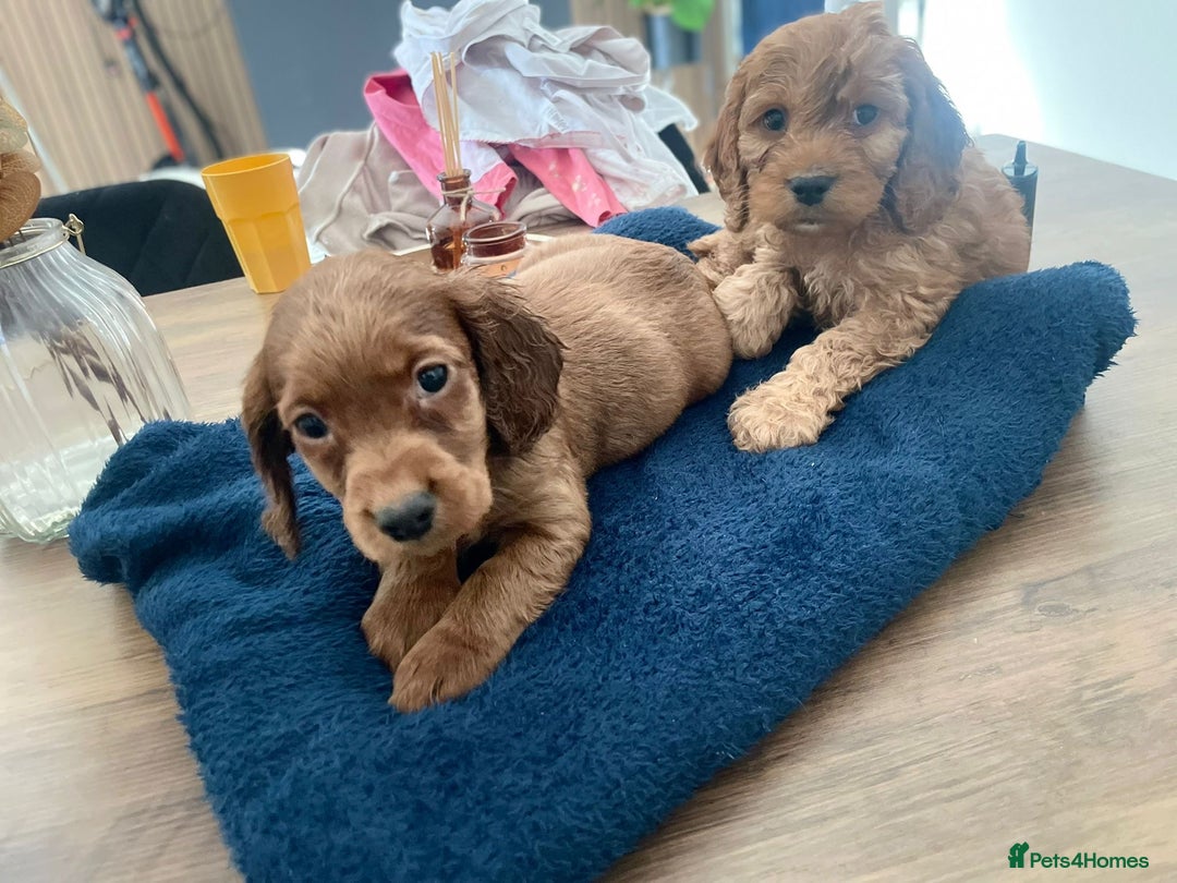 Cockapoo dogs for sale: ❤️NOW REDUCED❤️…X1 BOY (health tested) - Advert 7