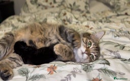 Maine Coon cats for sale: 2 Maine coon x tabby kittens  - Image 5