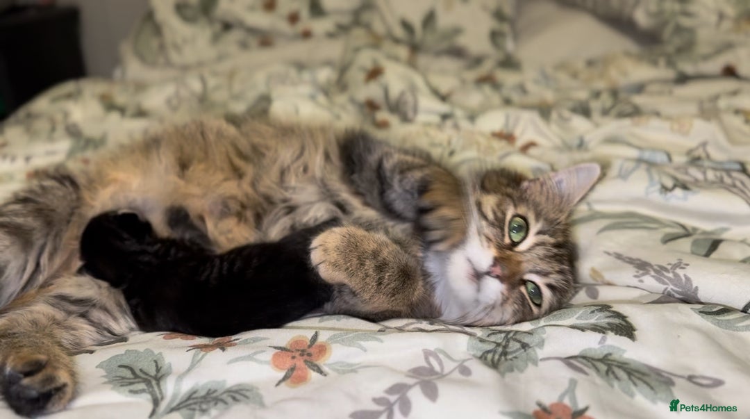 Maine Coon cats for sale: 2 Maine coon x tabby kittens  - Image 5