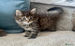 Maine Coon cats for sale: Maine Coon Kittens - Image 3