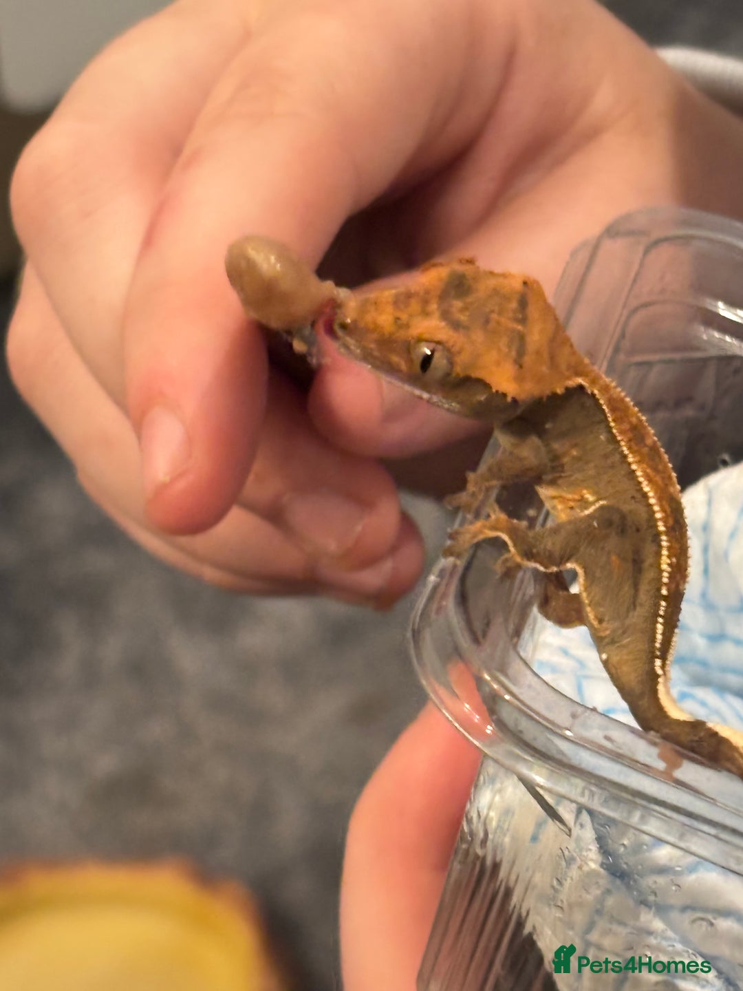 Gecko reptiles for sale: Harlequin x Pinstripe Gecko  - Advert 5