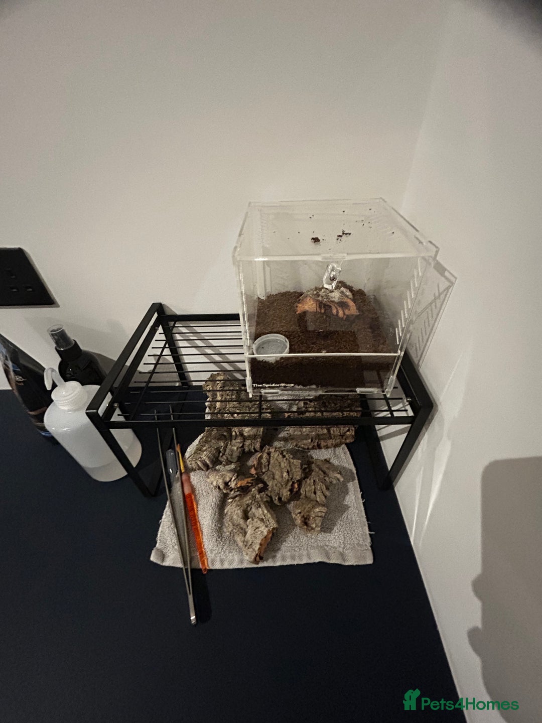 Tarantulas invertebrates for sale: Mexican red rump Tarantula 5cm 1-2 years old - Advert 8