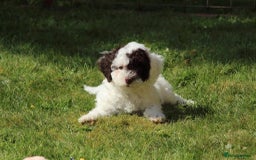Miniature Poodle dogs for stud: For Stud, Health Tested Toy Poodle in Wareham - Image 9