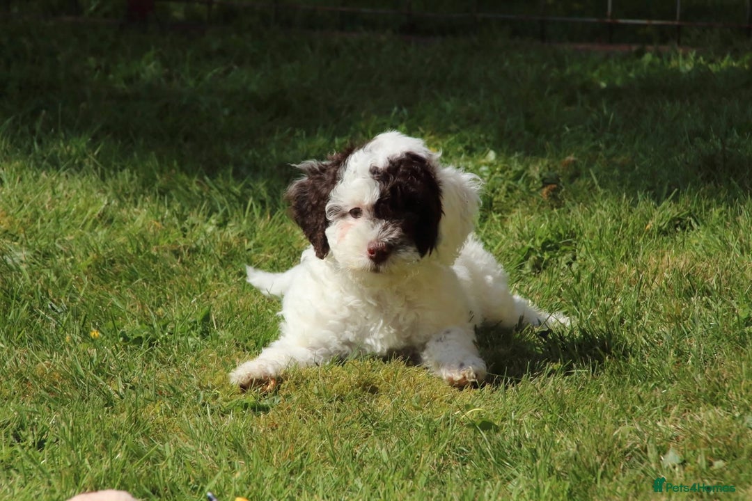 Miniature Poodle dogs for stud: For Stud, Health Tested Toy Poodle in Wareham - Image 9