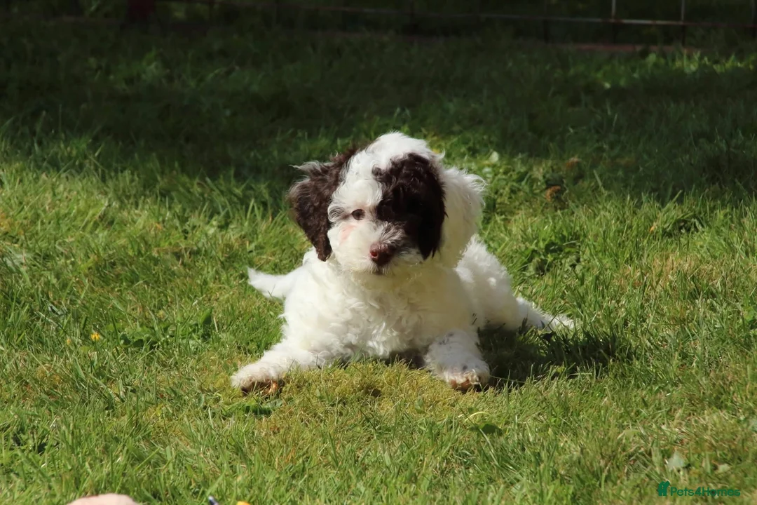Miniature Poodle dogs for stud: For Stud, Health Tested Toy Poodle in Wareham - Advert 11