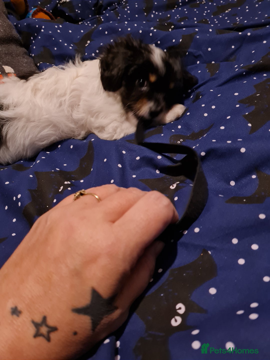 Cavapoo dogs for sale: **Ready** The last stunning cavapoo female - Image 6