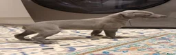 Whippet dogs for sale: Whippet puppy’s - Advert 12