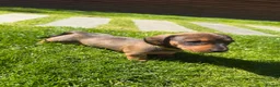 Miniature Dachshund dogs for sale: KC registered Miniature dachshunds red&shaded red - Advert 12