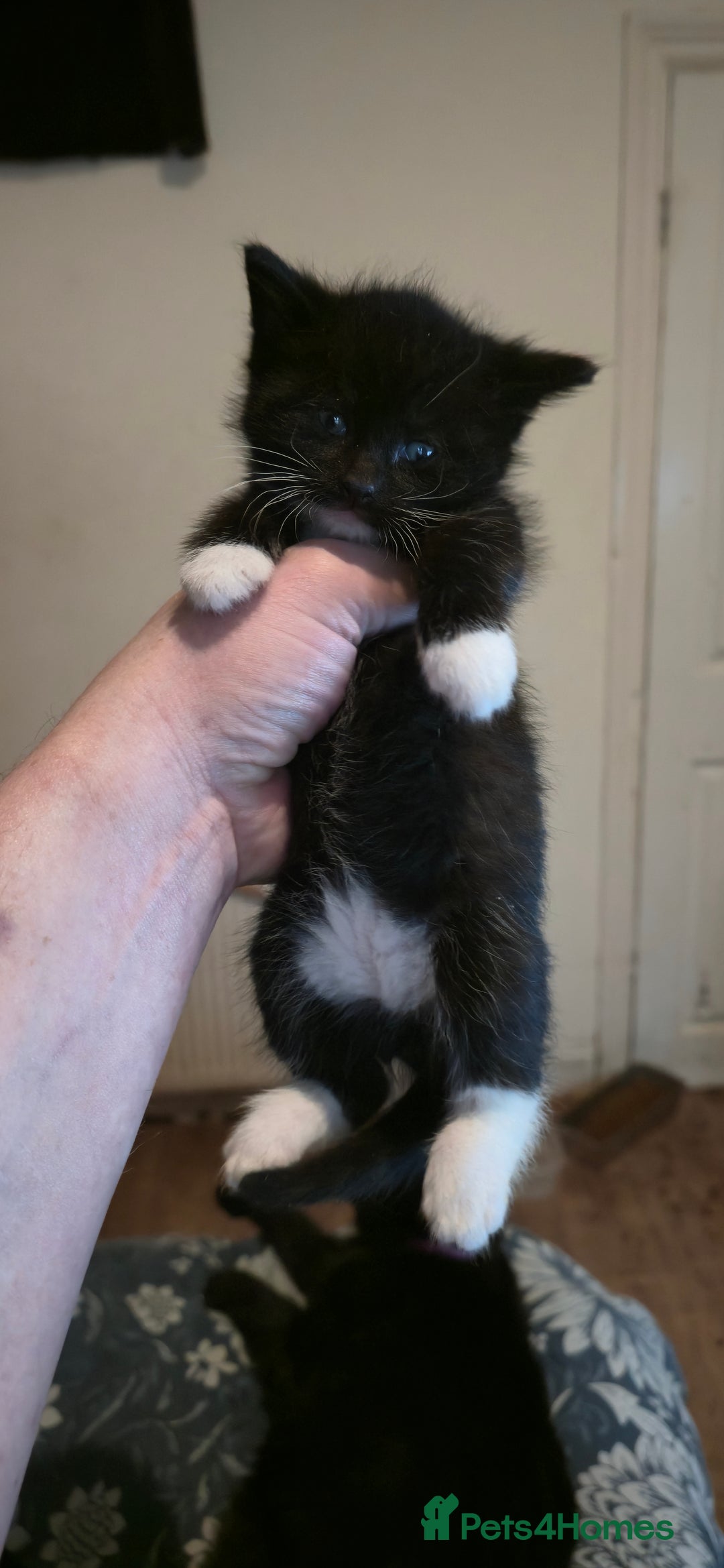 Mixed Breed cats for sale: 11 beautifull kittens ready for 14/01/2026 - Advert 12