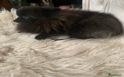 Pomeranian dogs for sale: Beautiful Tiny Pomeranian Girl  - Image 5