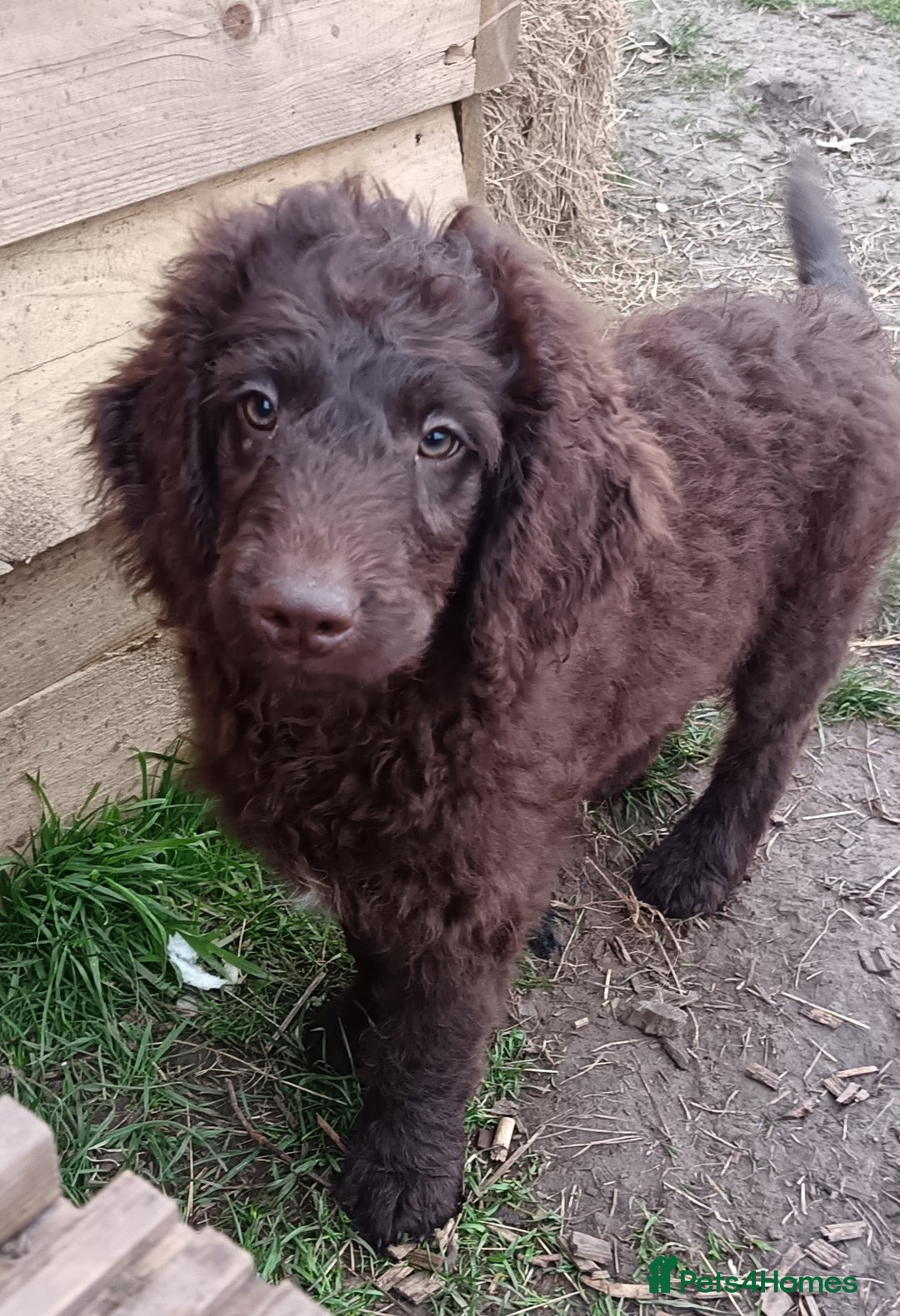 Australian Labradoodle dogs for sale: Health Tested ✔️ BOTH✔️ Parents HIP& ELBOW scored - Advert 20