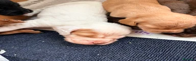 Cocker Spaniel 2