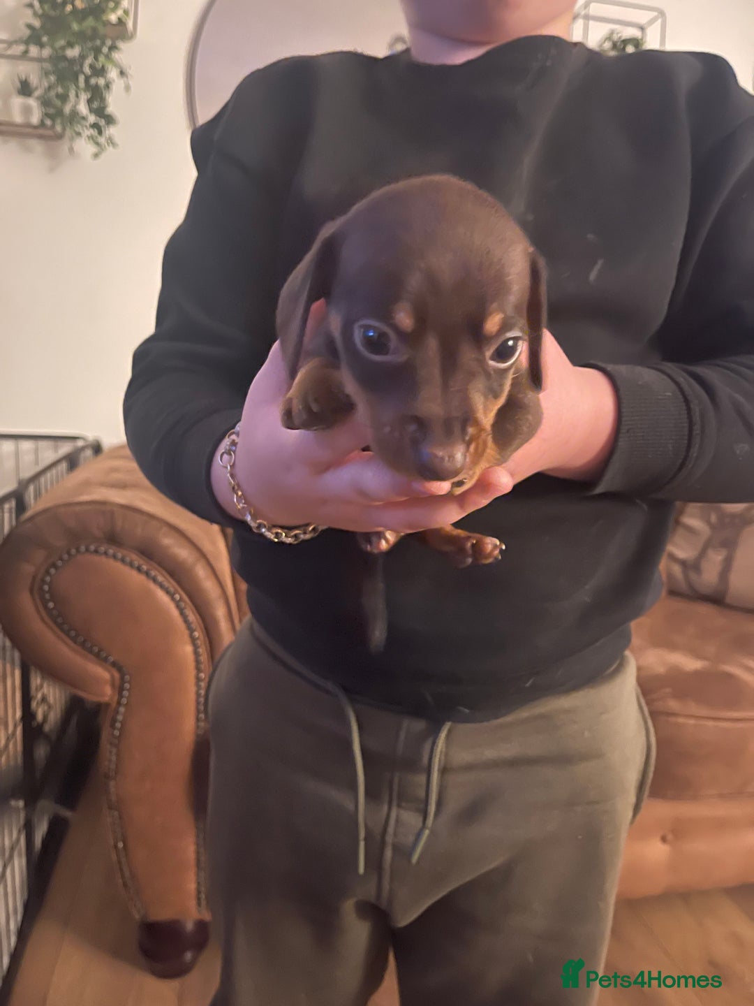 Mixed Breed dogs for sale: Jackshunds for sale  - Image 3