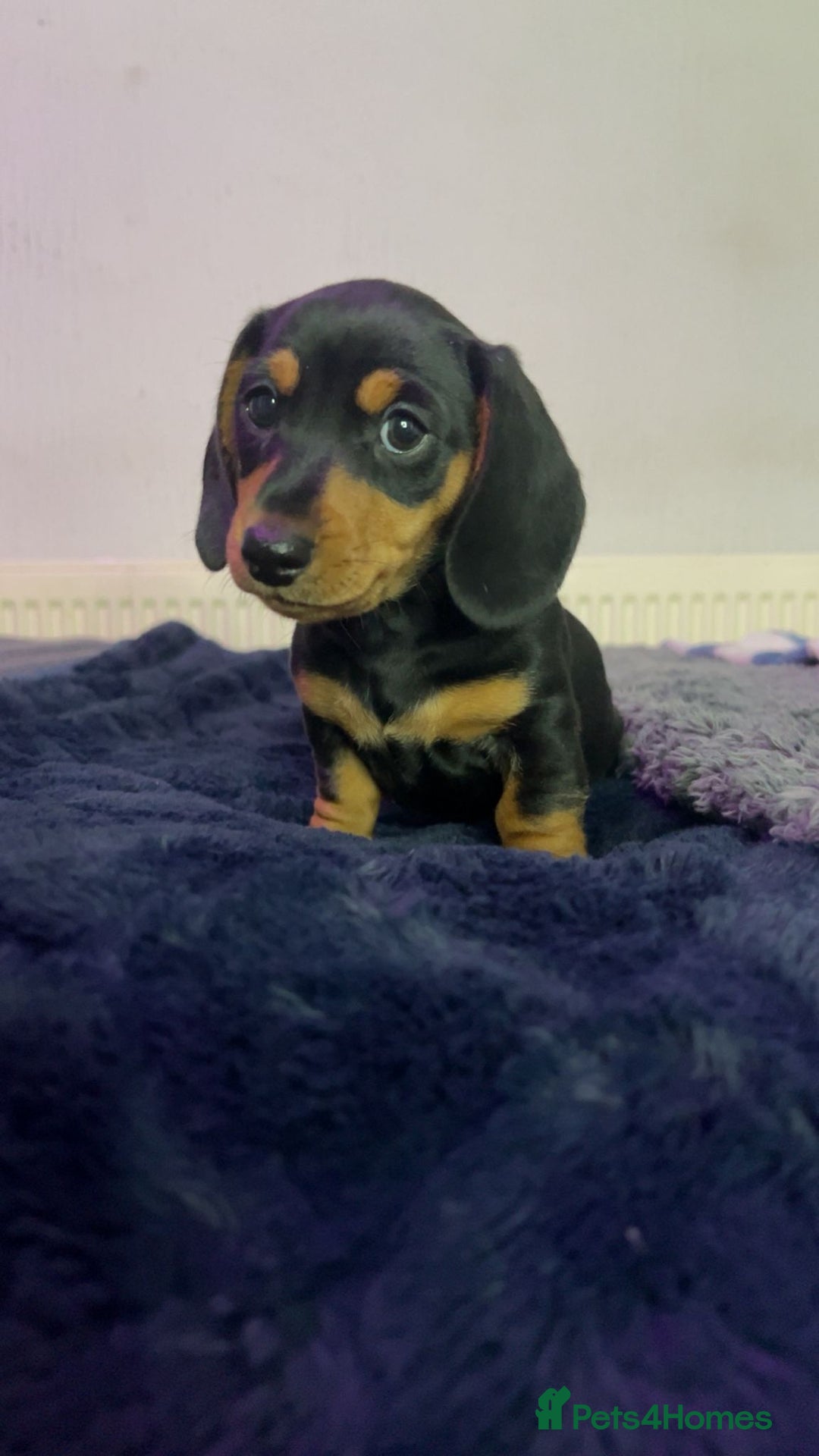 Miniature Dachshund dogs for sale: Ready to leave Miniature dachshunds cearphilly  - Image 27