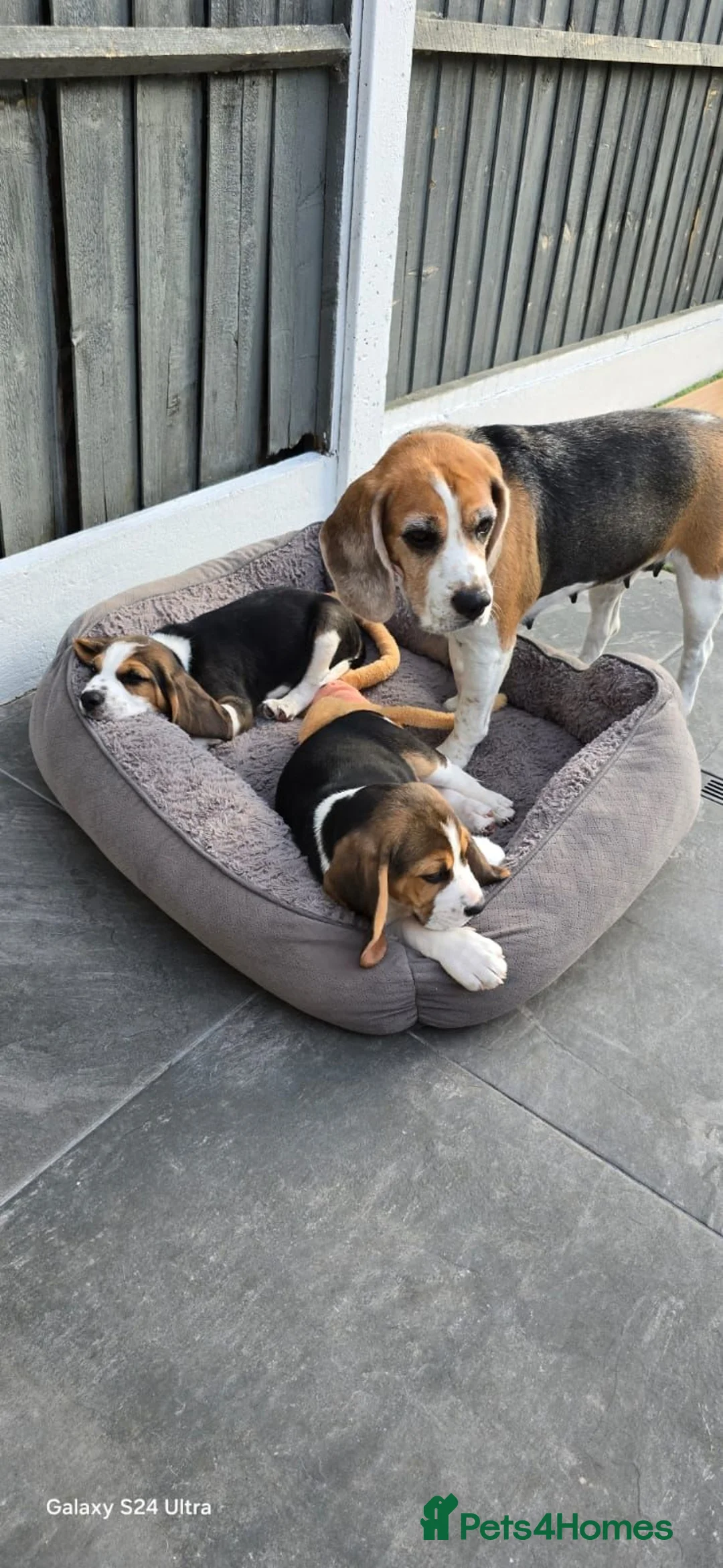 Beagle dogs for sale: Adorable Beagle Puppies  in Leicester - Advert 1