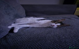 British Shorthair cats for sale: George the FREE cat.  - Image 6