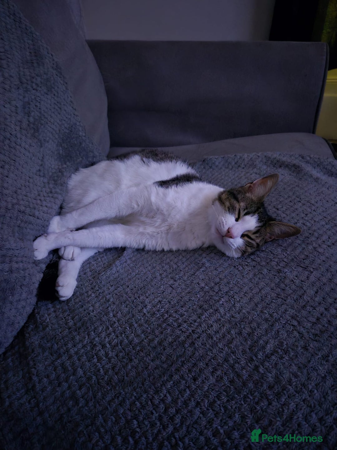 British Shorthair cats for sale: George the FREE cat.  - Image 6