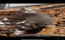 British Shorthair cats for sale: 3 Beautiful female kittens  - Image 11