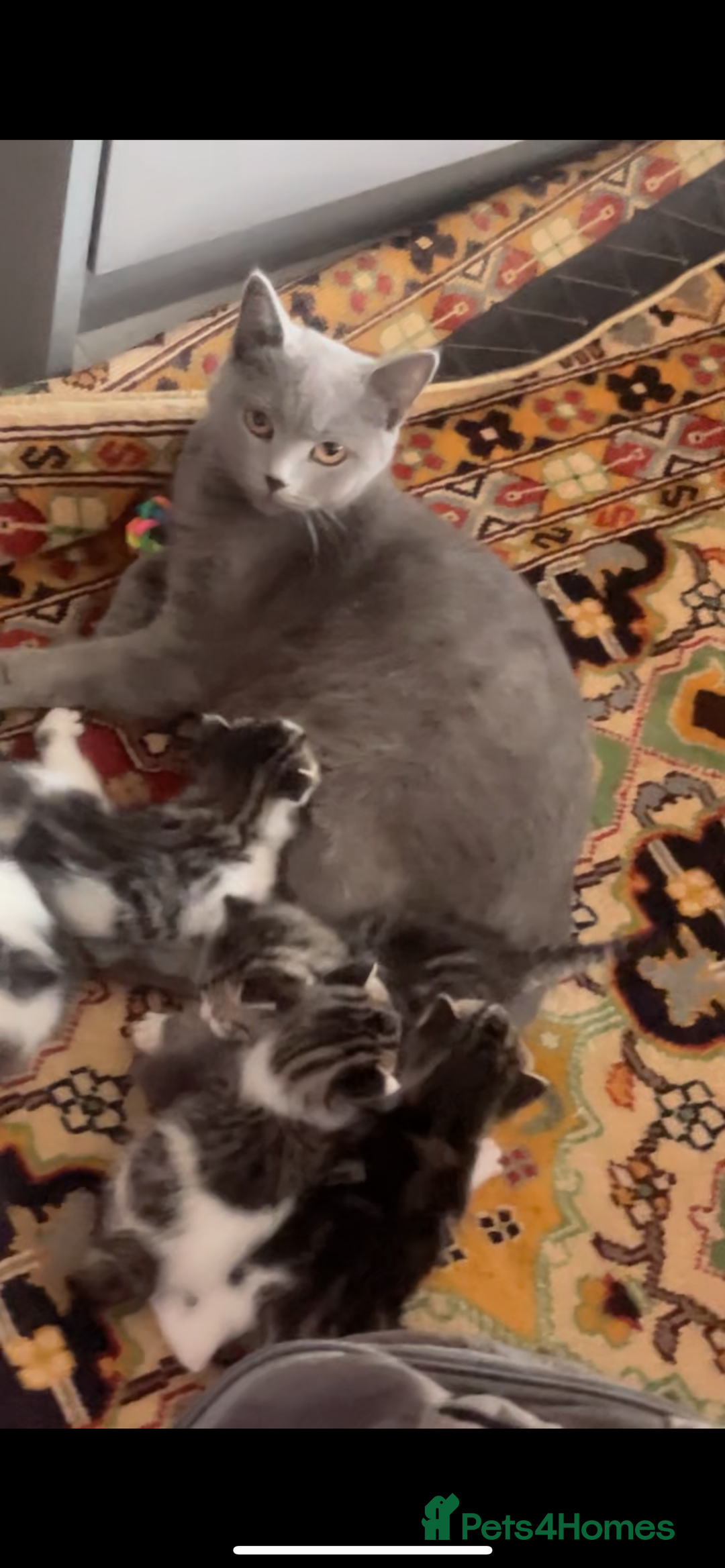 British Shorthair cats for sale: 3 Beautiful female kittens  - Image 11