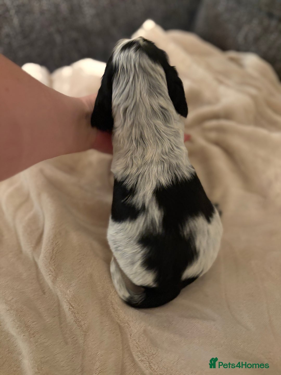 Cocker Spaniel dogs for sale: Quality kc show type cocker spaniels - Advert 28