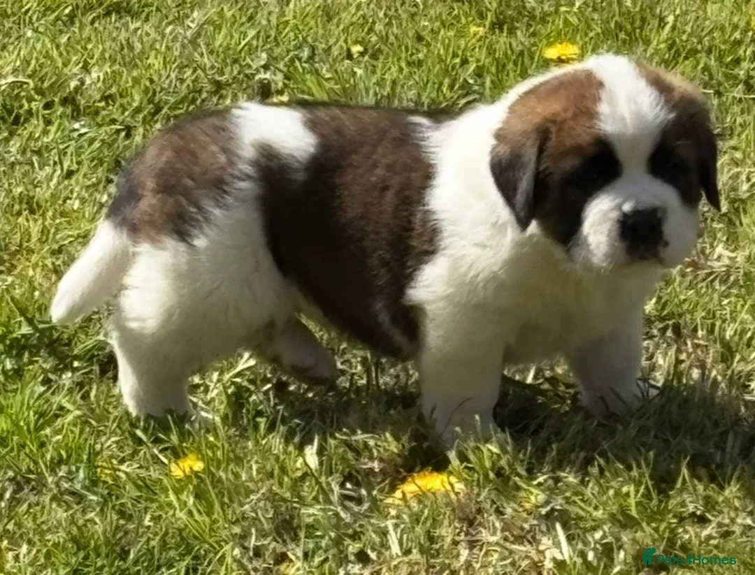 Saint Bernard dogs for sale: Stunning Chunky KC reg ST Bernard puppies for sale - Advert 16