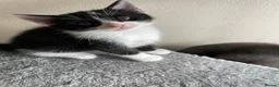 Mixed Breed cats for sale: Kittens - Advert 4