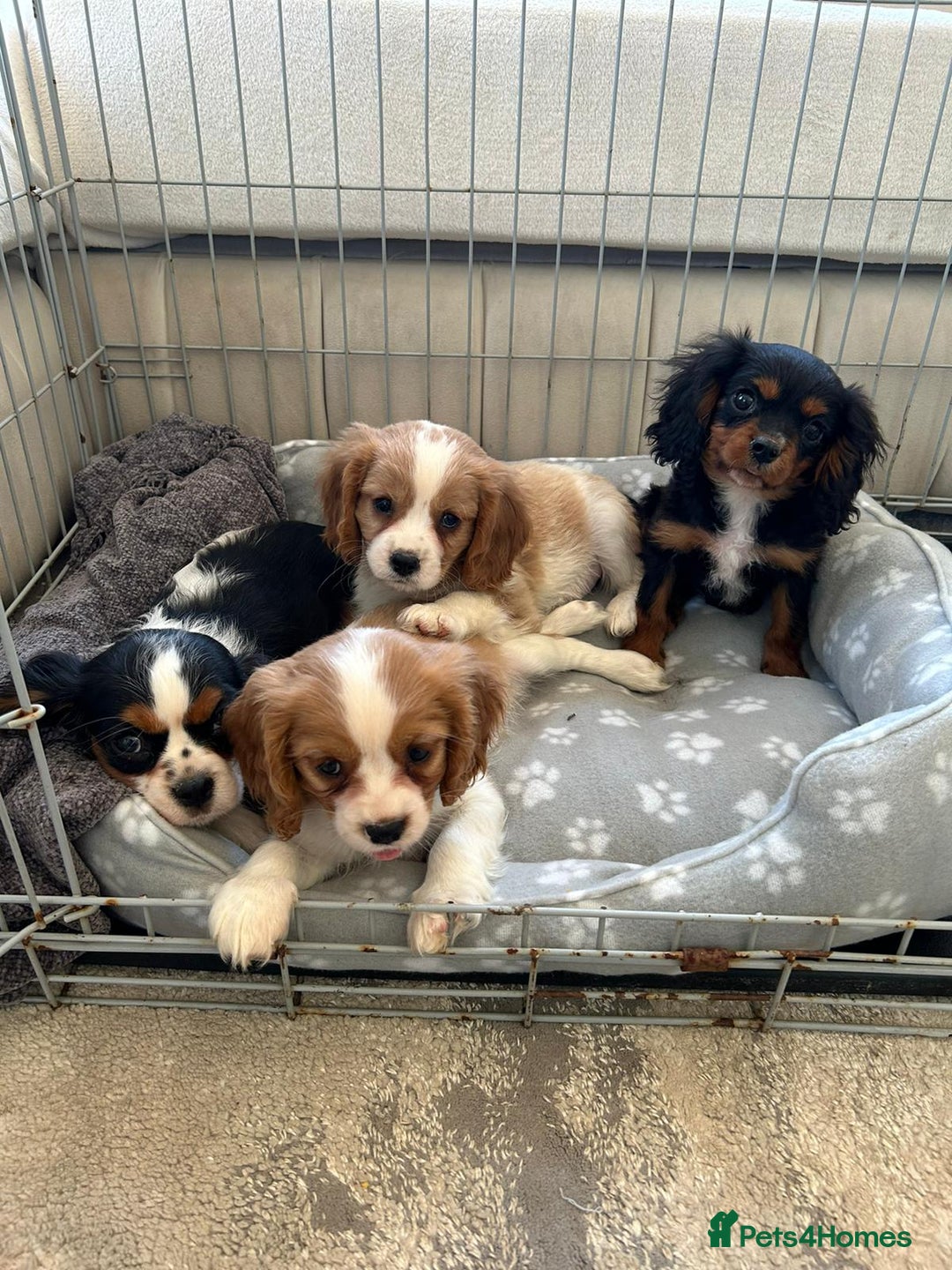 Cavalier King Charles Spaniel dogs for sale: Gorgeous King Charles cavalier puppies  - Image 8