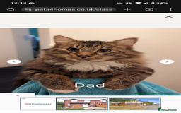 Maine Coon cats for sale: Maine Coon kittens  - Image 9