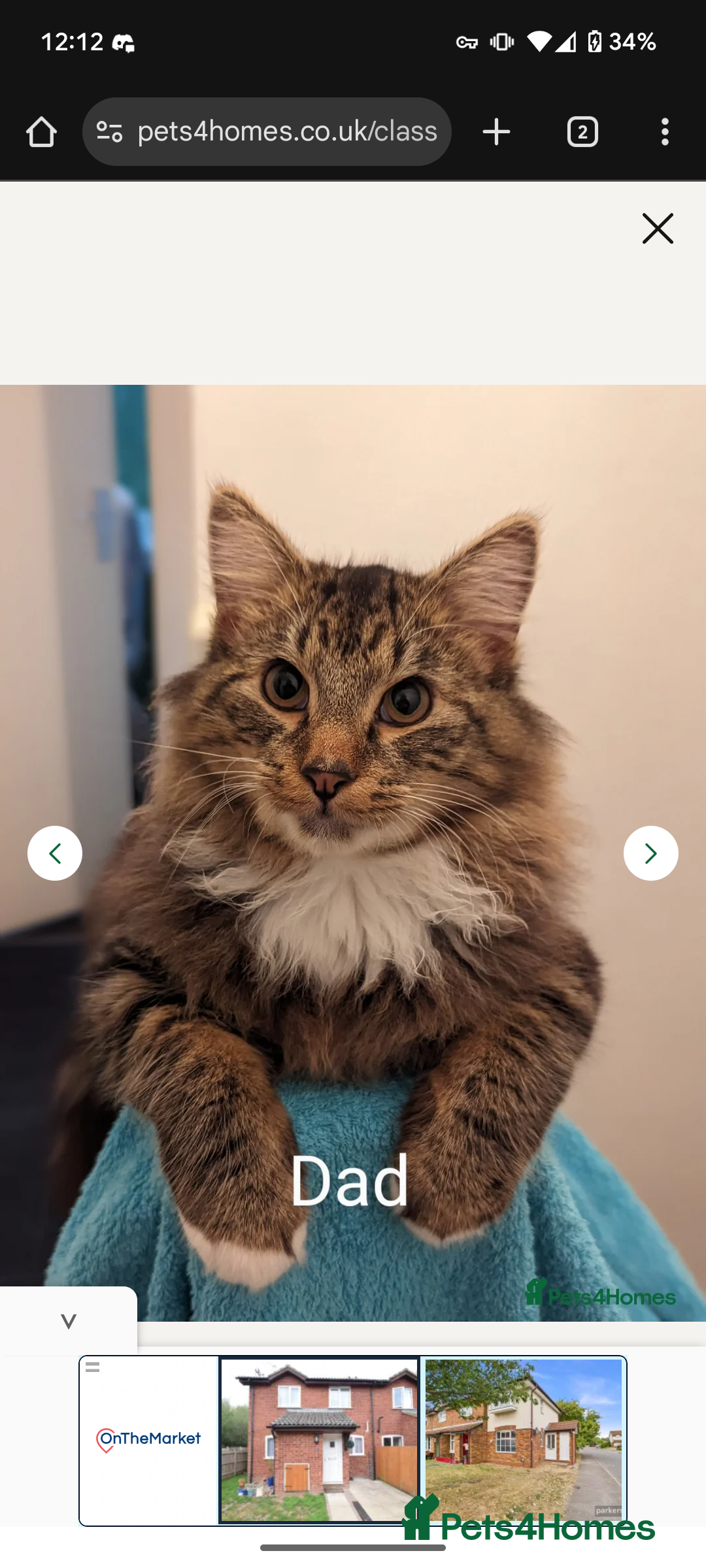 Maine Coon cats for sale: Maine Coon kittens  - Image 9