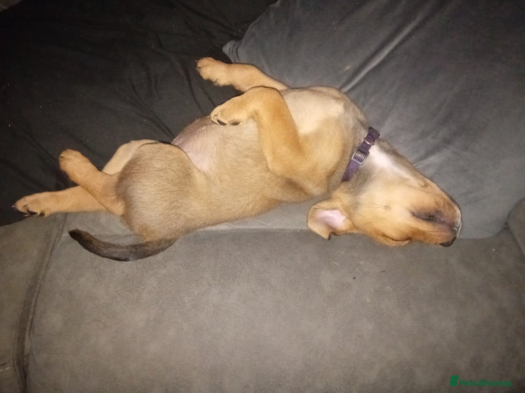 Mixed Breed dogs for sale: Rottweiler cross 1 female left can leave 23rd Aug  - Image 3
