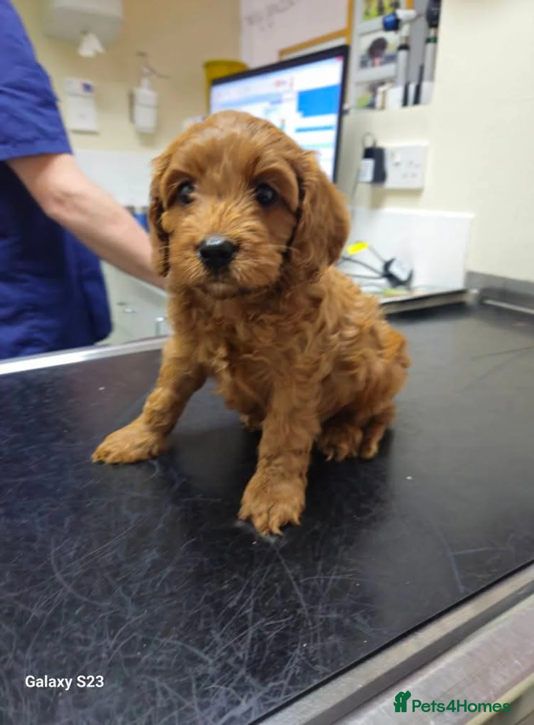 Cavapoo dogs for sale: Extensively Health Tested Thearpy Cavapoos in Portsmouth - Advert 16