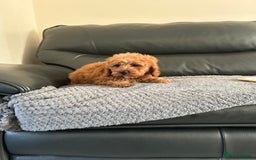 Cavapoo dogs for sale: Cavapoo puppies for sale  - Image 9