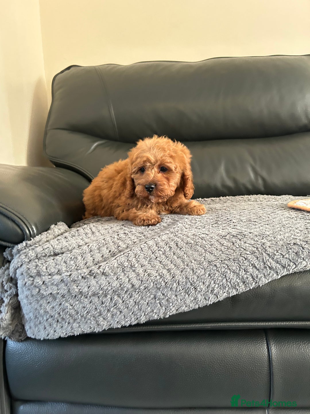 Cavapoo dogs for sale: Cavapoo puppies for sale  - Image 9