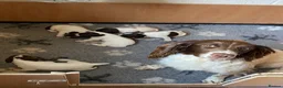 English Springer Spaniel dogs for sale: Liver & white ESS puppies for sale - Advert 5