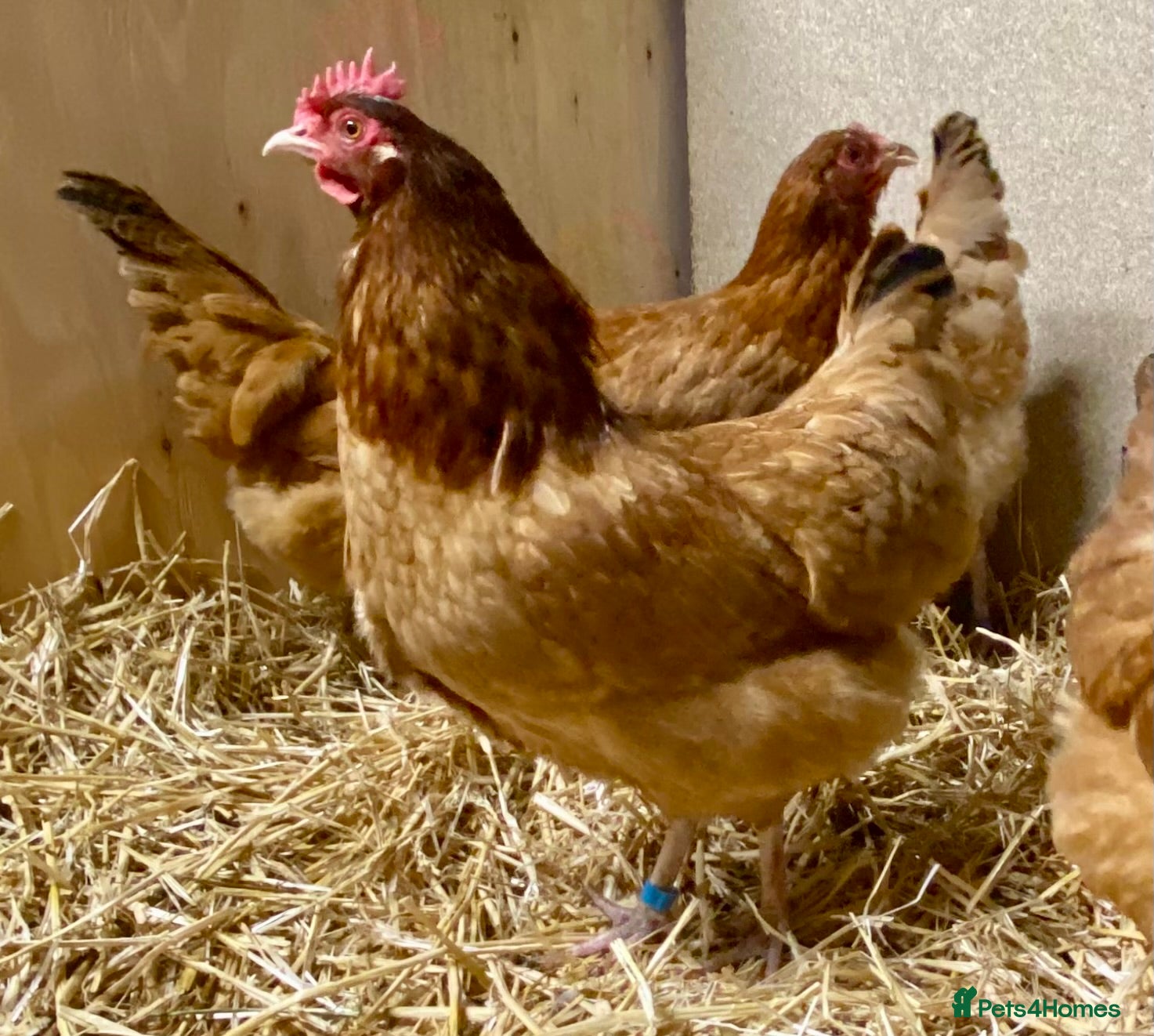 Chickens poultry Point of Lay Chickens  - Advert 2