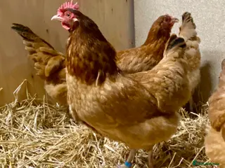 Chickens poultry Point of Lay Chickens - Advert 2